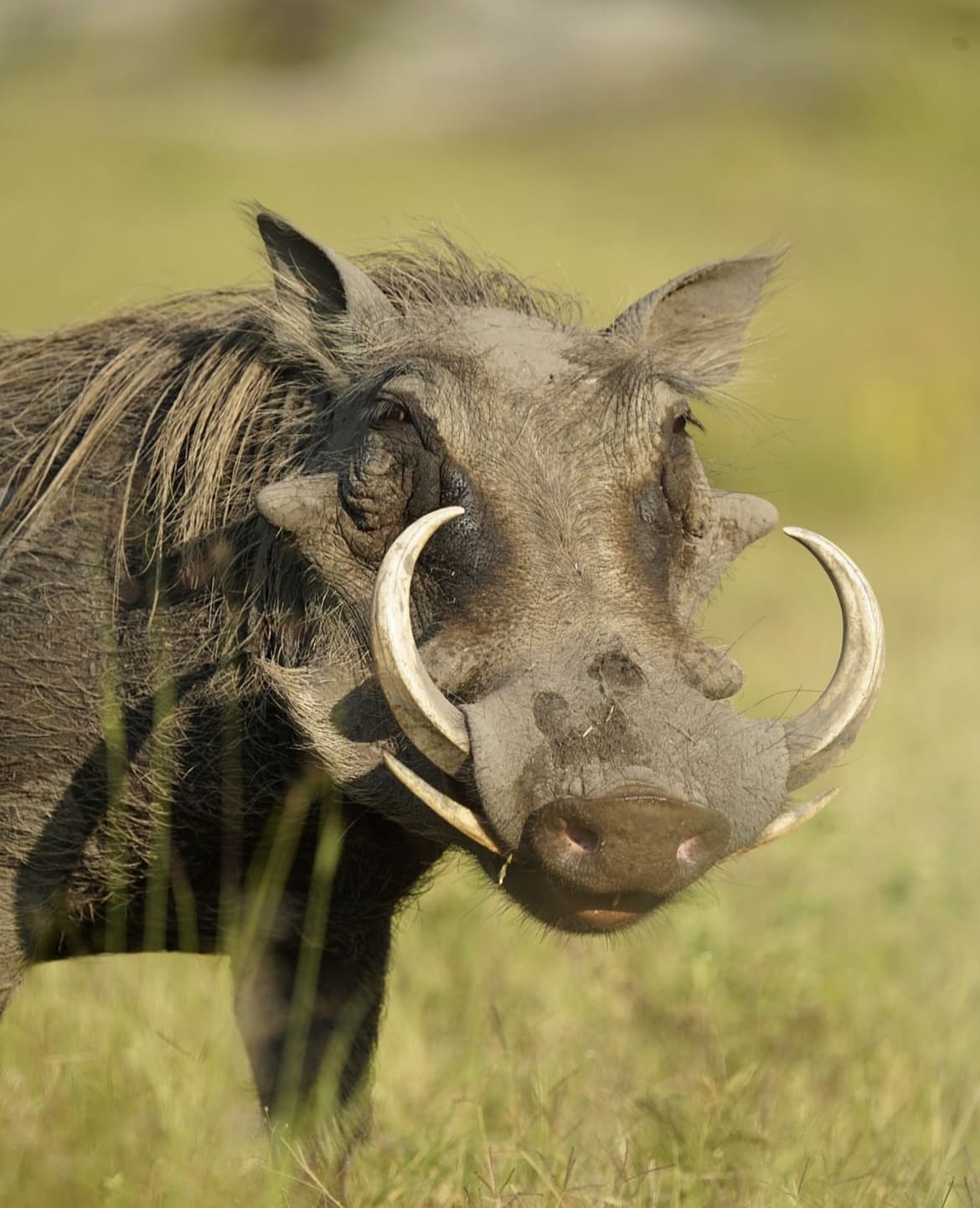 African wild pig tusks
